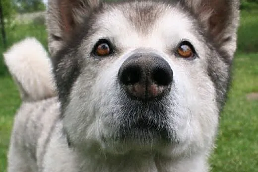 Tedi przyjacielski, łagodny, wesoły alaskan malamu