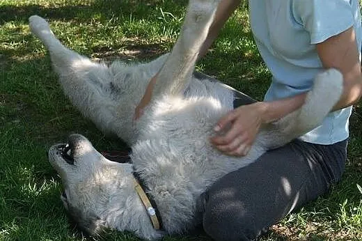 Tedi przyjacielski, łagodny, wesoły alaskan malamu