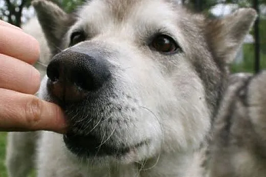 Tedi przyjacielski, łagodny, wesoły alaskan malamu