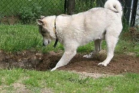 Tedi przyjacielski, łagodny, wesoły alaskan malamu