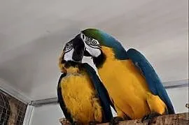 Ara ararauna para