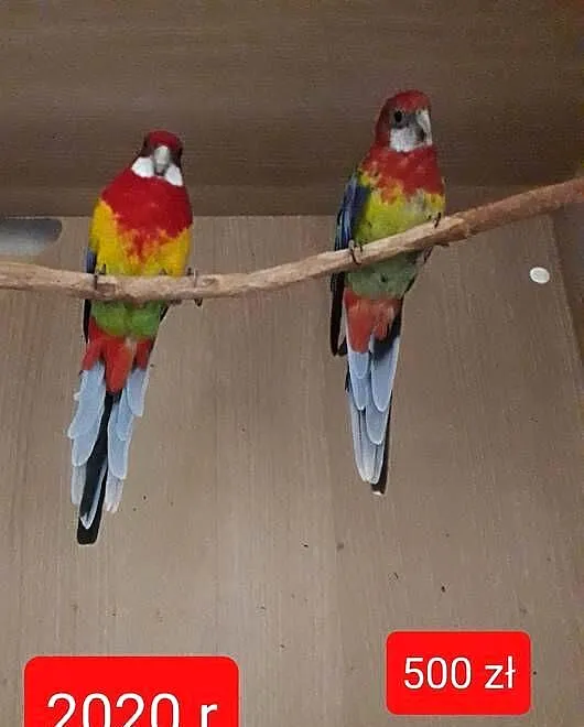 Sprzedam rozelle parę, Łódzkie, Tomaszów Mazowiecki