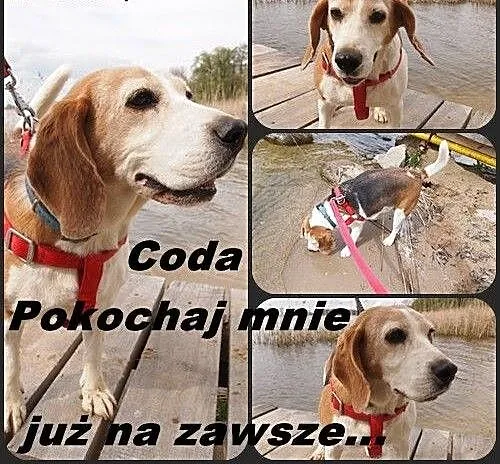 Sunia beagle CODA szuka swojej kanapy, Beagle cał