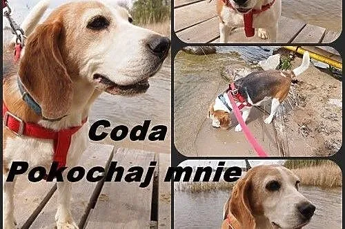 Sunia beagle CODA szuka swojej kanapy,  Beagle cał