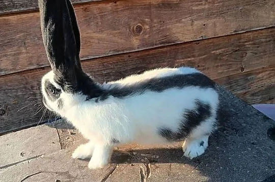 Witam sprzedam samiec osn 6 miesięczny, Małopolskie, Mszana Dolna