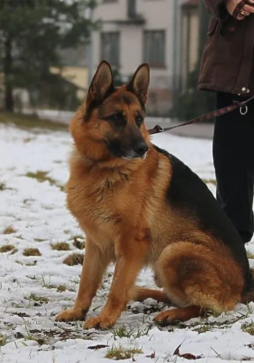 TORIN - pies jak nieoszlifowany diament! Owczarek