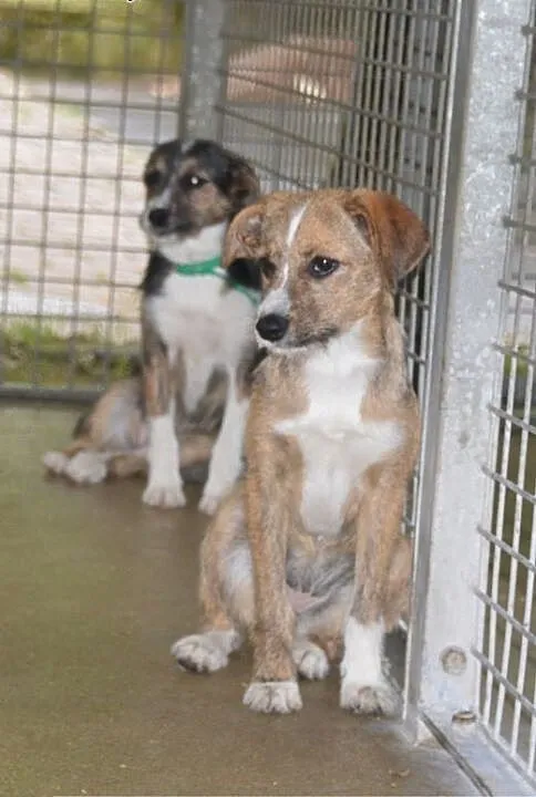 Szczenięta do adopcji, lubelskie Lublin