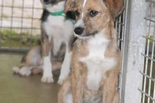Szczenięta do adopcji,  lubelskie Lublin