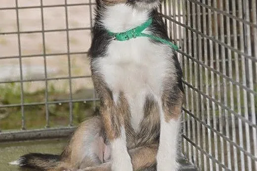 Szczenięta do adopcji,  lubelskie Lublin