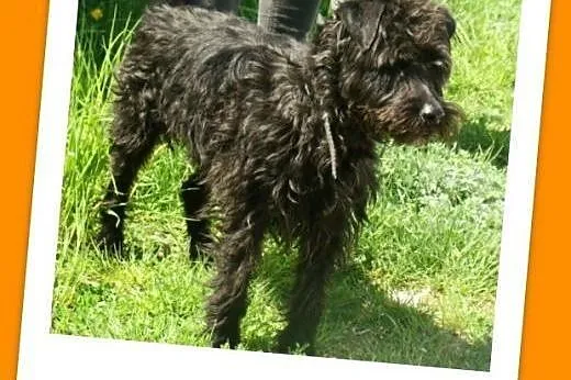 Spokojny,przyjazny,łagodny piesek SZUMI w typie sz