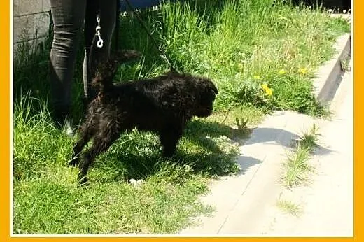 Spokojny,przyjazny,łagodny piesek SZUMI w typie sz