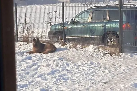 Zaginęły psy w typie owczarka, Małopolskie, Łukanowice