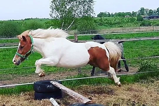 Mustang, , 