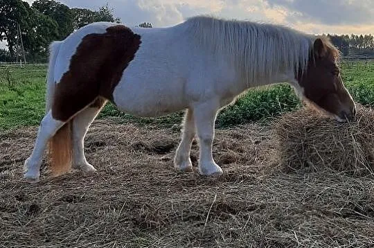 Mustang, , 