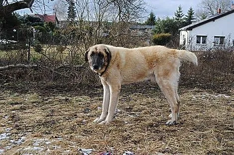 Duży, łagodny Pyskacz idealny pies domowy i rodzin