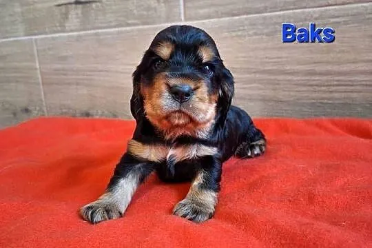 Cocker spaniel angielski, Podkarpackie, Lubaczów
