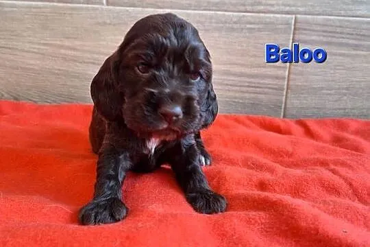 Cocker spaniel angielski, Podkarpackie, Lubaczów