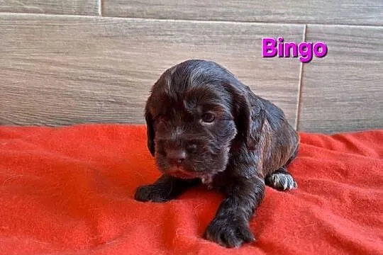 Cocker spaniel angielski, Podkarpackie, Lubaczów