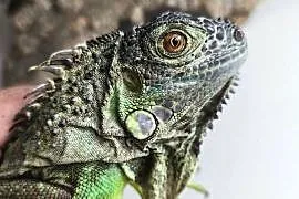Legwan zielony Iguana iguana z legalnego sklepu terrarystycznego