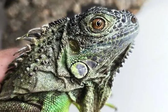 Legwan zielony Iguana iguana z legalnego sklepu terrarystycznego