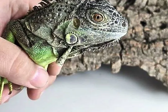 Legwan zielony Iguana iguana z legalnego sklepu terrarystycznego, Dolnośląskie, Wałbrzych