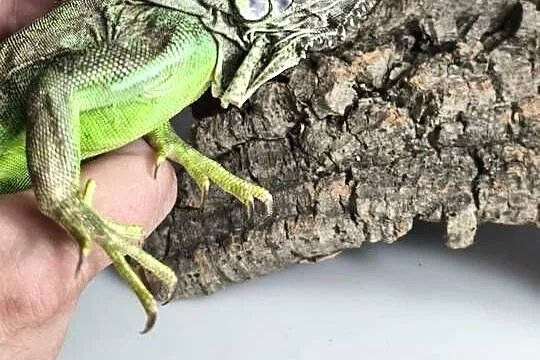 Legwan zielony Iguana iguana z legalnego sklepu terrarystycznego, Dolnośląskie, Wałbrzych