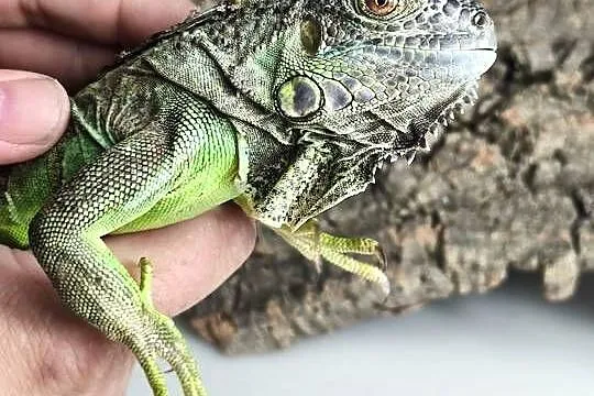 Legwan zielony Iguana iguana z legalnego sklepu terrarystycznego, Dolnośląskie, Wałbrzych