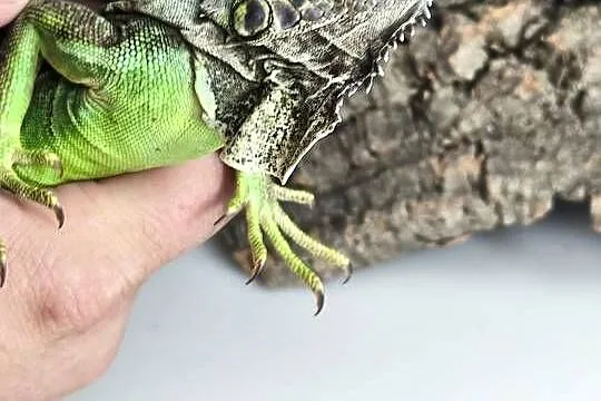 Legwan zielony Iguana iguana z legalnego sklepu terrarystycznego, Dolnośląskie, Wałbrzych