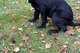 Cane Corso