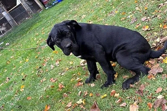 Cane Corso, Lubelskie, Ryki