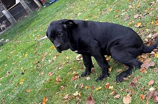 Cane Corso, Lubelskie, Ryki