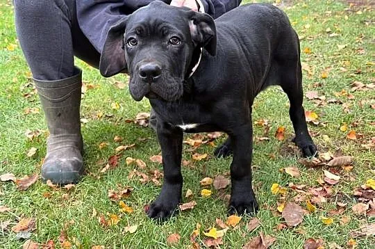Cane Corso, Lubelskie, Ryki