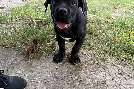 Cane Corso, Lubelskie, Ryki