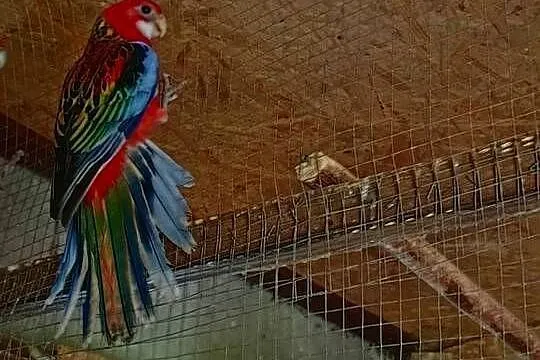 Sprzedam papugę, Wielkopolskie, Kalisz