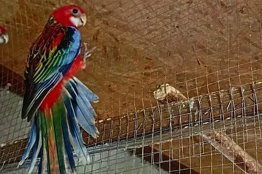 Sprzedam papugę, Wielkopolskie, Kalisz