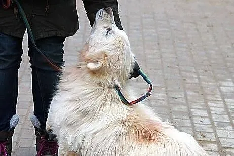 POLAR z Radys - bardzo nieszczęśliwy piesek do ado