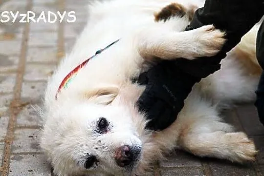 POLAR z Radys - bardzo nieszczęśliwy piesek do ado