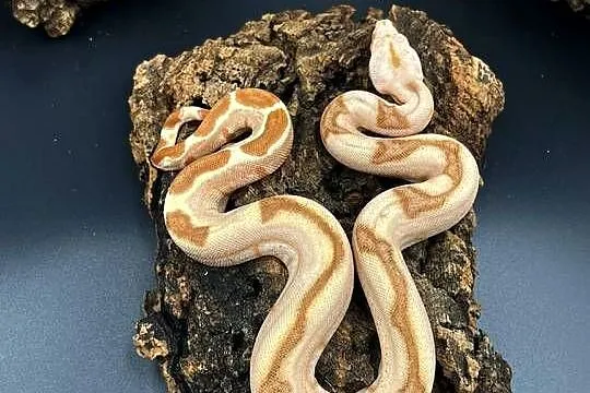 Boa imperator/ Boa cesraski III