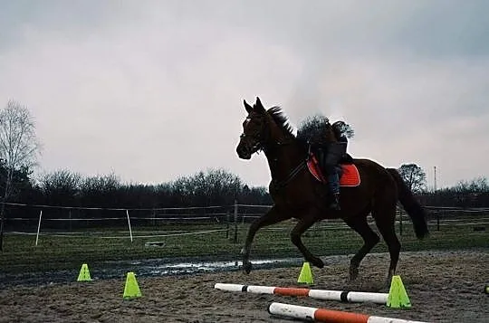 Klacz xx Guarda do sportu i hodowli, , 