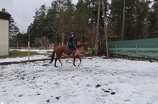 Klacz xx Guarda do sportu i hodowli, , 