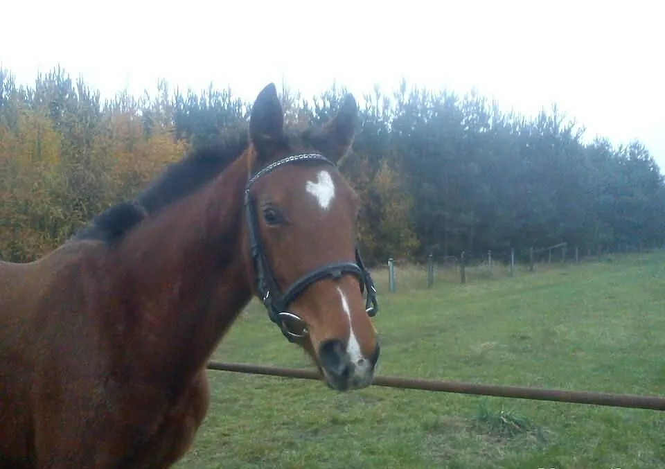 Sprzedam/ Zamienię Klacz ur. 11.12.2012r