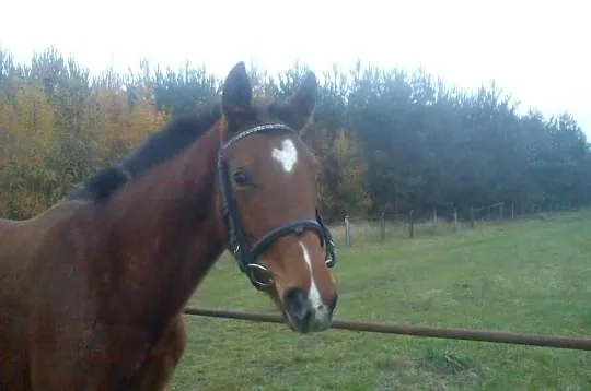 Sprzedam/ Zamienię Klacz ur. 11.12.2012r