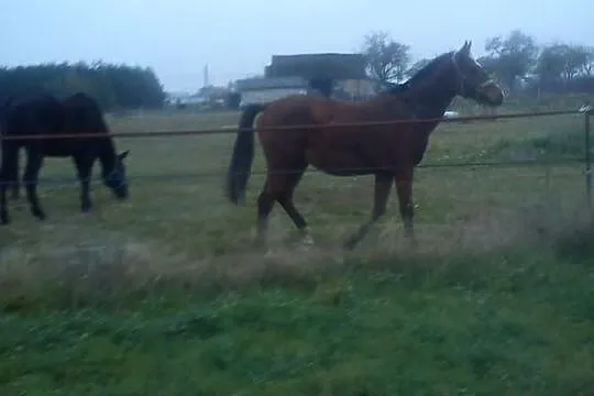 Sprzedam/ Zamienię Klacz ur. 11.12.2012r