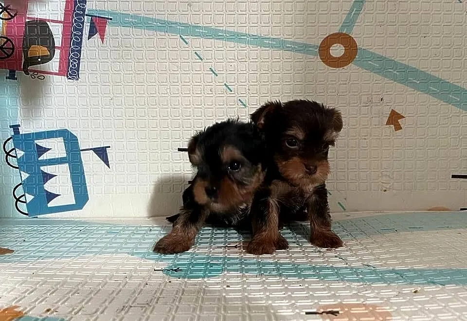 Yorkshire terrier suczka, Śląskie, Żory