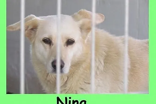 Nina - 3-latka gaśnie w schronisku, dolnośląskie Wrocław
