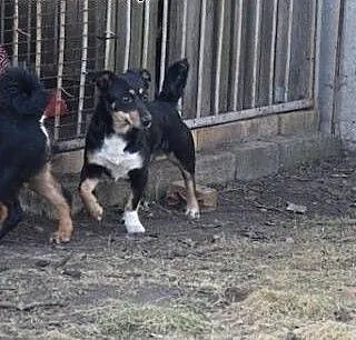 Kropeczka 7mczna sunia z interwencji szuka domu! C