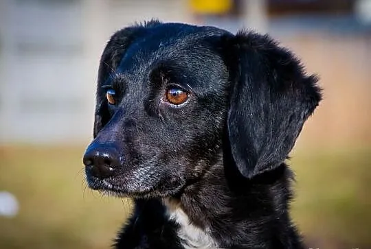 OTOZ Animals - Kama - suczka która nie traci nadziei na kochający dom