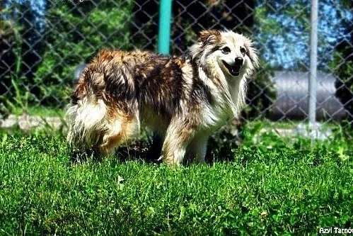 Majki potrzebuje kochającego domu,  małopolskie Ta