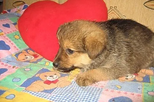 Trzy szczeniaczki 2,5 miesiaca,adopcja!!,  świętok