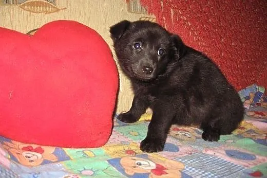 Trzy szczeniaczki 2,5 miesiaca,adopcja!!,  świętok